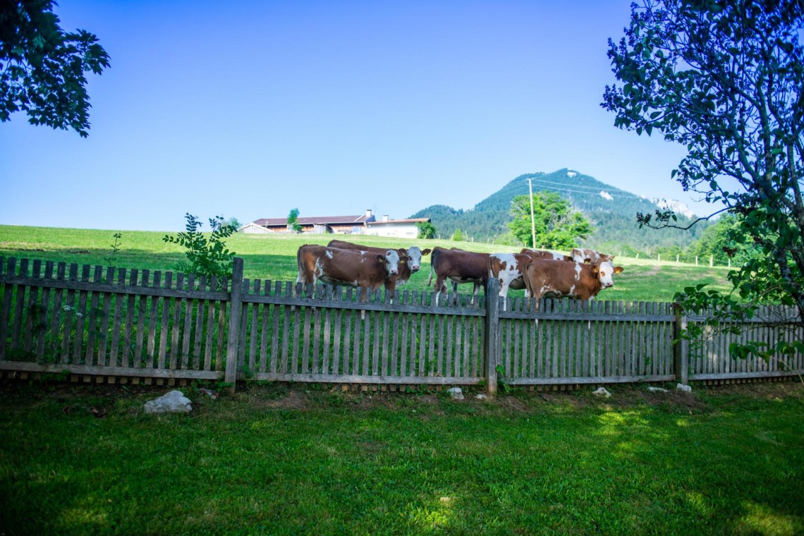 Idyllische Aussicht in Fischbachau: Kühe, Wiesen, Berge – perfekt für einen ruhigen Urlaub!