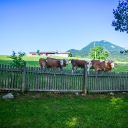 Idyllische Aussicht in Fischbachau: Kühe, Wiesen, Berge – perfekt für einen ruhigen Urlaub!