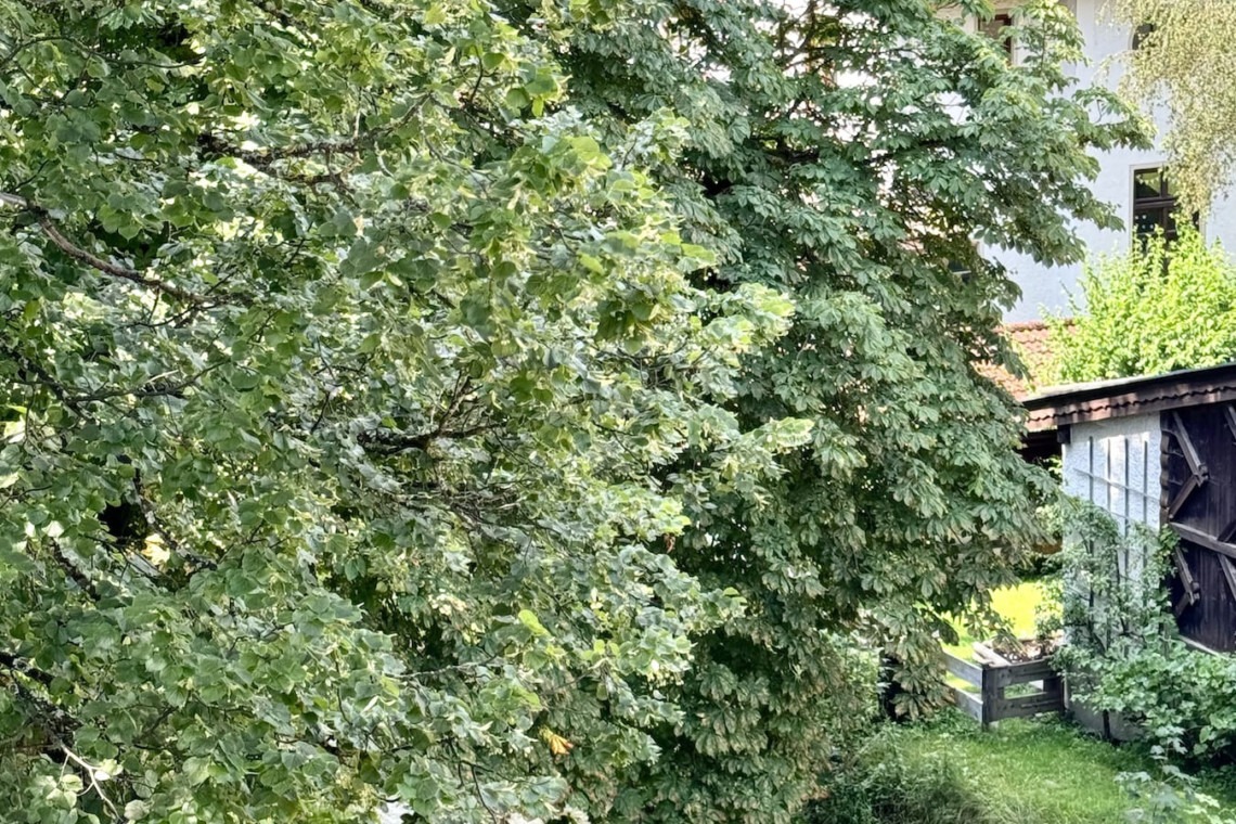 Gemütliche Ferienwohnung "Vogelsang" mit idyllischem Bachblick, umgeben von grünen Bäumen – perfekt für einen entspannten Urlaub.