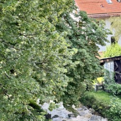 Gemütliche Ferienwohnung "Vogelsang" mit idyllischem Bachblick, umgeben von grünen Bäumen – perfekt für einen entspannten Urlaub.